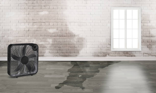 Best Basement water damage restoration  in Montgomery, TX